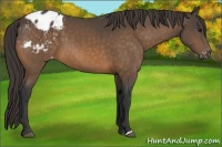 Horse Color:Buckskin Appaloosa