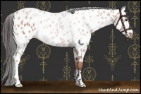 Horse Color:Bay Appaloosa 