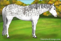 Horse Color:Grullo Sabino Splash  and Grullo Sabino Splash 
