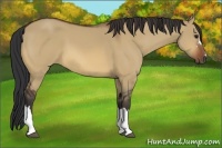 Horse Color:Bay Dun