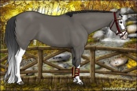 Horse Color:Grullo Sabino Splash  and Grullo Sabino Splash 