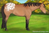 Horse Color:Bay Appaloosa 