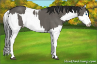 Horse Color:Grullo Sabino Splash  and Gray Grullo Sabino Splash 
