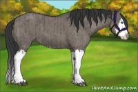 Horse Color:Grullo Sabino Splash  and Grullo Sabino Splash 