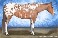 Horse Color:Bay Splash Tobiano Appaloosa  and Bay Splash Tobiano Frame Appaloosa 
