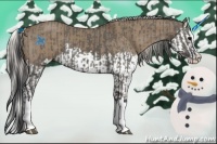 Horse Color:Grullo Sabino Splash  and Silver Grullo Sabino Splash 