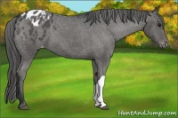 Horse Color:Black Appaloosa 