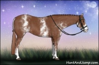 Horse Color:White Spotted Chestnut Sabino 