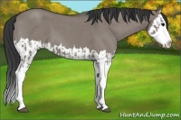 Horse Color:Unknown 