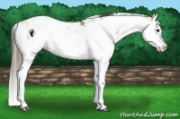 Horse Color:Grullo Sabino Splash and Classic Champagne Dun Sabino Splash