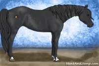 Horse Color:Black and Black Rabicano