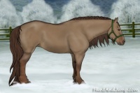 Horse Color:Liver Red Dun 