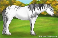 Horse Color:White Spotted Blue Roan Splash Frame Varnish