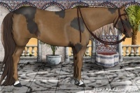 Horse Color:Liver Chestnut  and Chocolate Palomino 