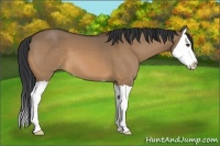 Horse Color:Bay Dun Splash