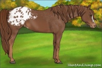 Horse Color:Chestnut Appaloosa 