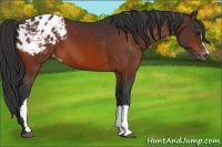 Horse Color:Bay Appaloosa