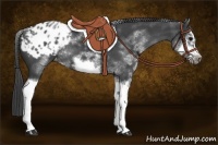 Horse Color:White Spotted Blue Roan Splash Frame Appaloosa 