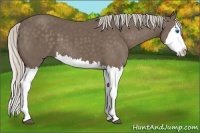 Horse Color:Silver Black Splash 