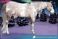 Horse Color:White Spotted Chocolate Brown Sabino