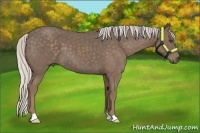 Horse Color:Silver Blue Roan 