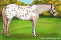 Horse Color:Red Dun Appaloosa
