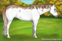 Horse Color:Red Dun Roan Splash Frame Rabicano 