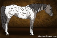 Horse Color:Grullo Appaloosa 