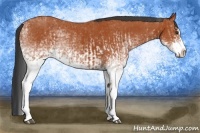 Horse Color:White Spotted Bay Splash  and White Spotted Bay Splash Rabicano 