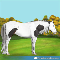 Horse Color:White Spotted Liver Chestnut Splash Tobiano 