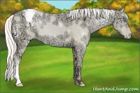 Horse Color:White Spotted Silver Amber Cream Champagne Ice Pearl Dun Appaloosa 