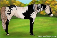 Horse Color:Smoky Black Pearl Splash Tobiano