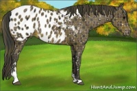 Horse Color:Plaid  Brown Sabino Appaloosa Rabicano 