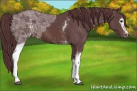 Horse Color:White Spotted Chocolate Brown Ice Appaloosa 