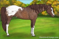 Horse Color:White Spotted Chocolate Buckskin Appaloosa Rabicano