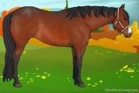 Horse Color:Bay Rabicano 