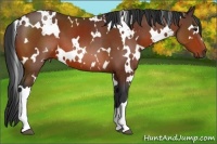 Horse Color:White Spotted Bay 