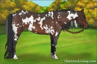 Horse Color:White Spotted Brown Roan 