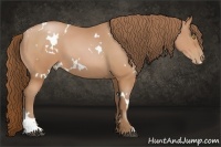 Horse Color:White Spotted Bay Pearl 