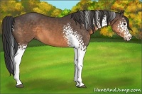 Horse Color:White Spotted Buckskin 