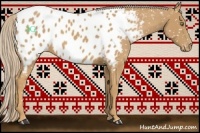 Horse Color:Palomino Appaloosa 