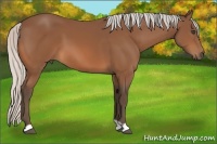 Horse Color:Silver Bay 