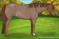 Horse Color:Red Roan 