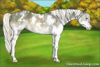 Horse Color:White Spotted Liver Chestnut Splash Rabicano 