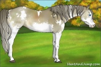 Horse Color:White Spotted Liver Red Dun Splash 