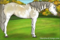 Horse Color:White Spotted Liver Red Dun Splash 