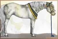Horse Color:White Spotted Silver Black Chinchilla Tobiano Frame Rabicano