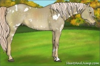 Horse Color:White Spotted Chocolate Palomino Dun