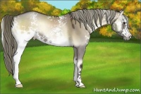 Horse Color:White Spotted Liver Red Dun Onyx Sabino Rabicano 