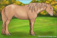 Horse Color:Gold Champagne